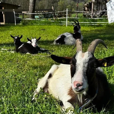 Kloeckhof Farma Aich (Styria)