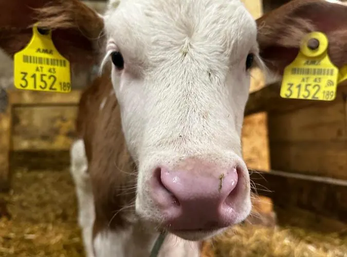 Farma Kloeckhof Aich (Styria)