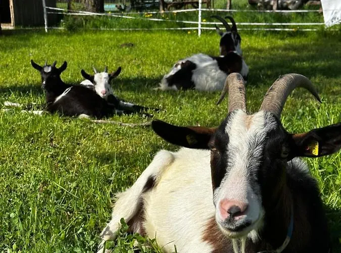 Kloeckhof Farma Aich (Styria)